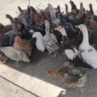 مرغ محلی تخم گذار