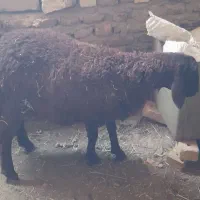 بره نر