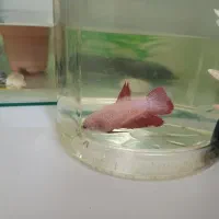 فروش ماهی فایتر