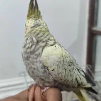 جوجه عروس هلندی یک ماهه