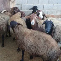 میش و بره|حیوانات مزرعه|اراک, |دیوار