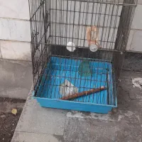 قفس پرنده