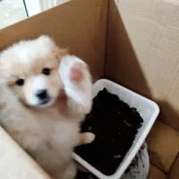 سگ پاکوتاه پرامین کوچولو