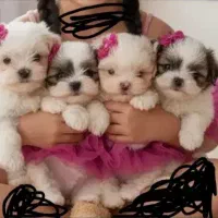 شیتزو سوپر فلت