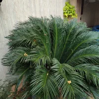 گل سیکاس|گل و گیاه طبیعی|بابل, |دیوار