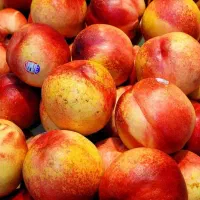 نهال شلیل مغان طعم تابستان|خدمات باغبانی و درختکاری|صومای برادوست, |دیوار