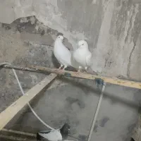 یک جفت کبوتر سفید|پرنده|نقده, |دیوار