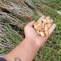 نهال بادام،آجیلی و هندی کاغذی