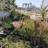 گلخانه|گل و گیاه طبیعی|مشهد, آیت الله کاشانی|دیوار