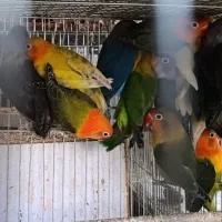 طوطی کوتوله برزیلی نرمه خور دونخور گرینچیک هلندی