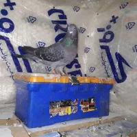 طوقی سیم التی