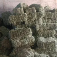 جو محلی ویونجه