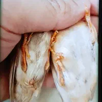 فنج کینگ|پرنده|بندرعباس, |دیوار