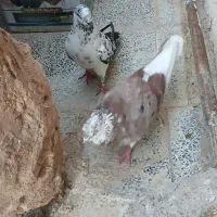 کفتر تهرونی