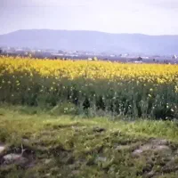 زمین-کشاورزی-چغادون