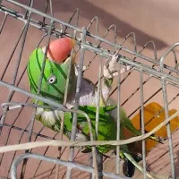 طوطی سبز ملنگو ماده