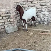 بز  پاکستانی