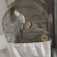 عروس هلندی سخنگو