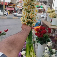 گل رزونرگس گل مریم گل کلایل|گل و گیاه طبیعی|بهبهان, |دیوار