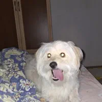 سگ شیتزو نر و ماده
