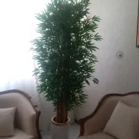 درخچه وارداتی بامبو تنه چوب بزرگ باگلدان|گل مصنوعی|سنندج, |دیوار