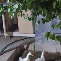 اردک گم شده