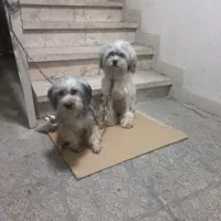 واگذاری سگ آپارتمانی|سگ|تهران, فاطمی|دیوار