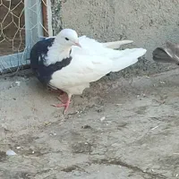 طوقی سیاه باخت رفته