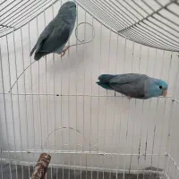 طوطی پروتلت|پرنده|تهران, منیریه|دیوار