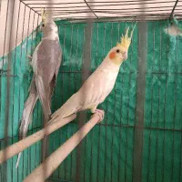 عروس هلندی