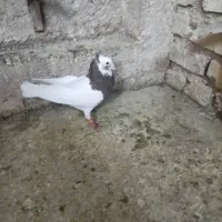 کبوتر بهبانی شهری|پرنده|شیراز, تندگویان|دیوار