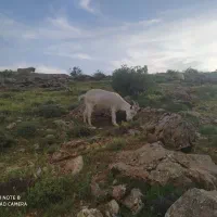 بز و بزغاله سانن