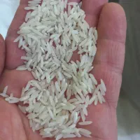 علی کاظمی محلی و سرلاشه هاشمی|خوردنی و آشامیدنی|محمدیه-قزوین, |دیوار