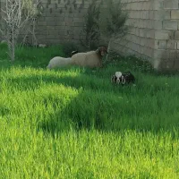 فروش گاوداری درایوان