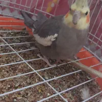 عروس هلندی|پرنده|رامشیر, |دیوار