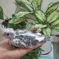 جوجه عروس هلندی|پرنده|اصفهان, قهجاورستان|دیوار
