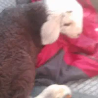 یک عدد گوسفند