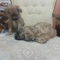 سگ پاکوتاه آپارتمانی زیبا واگذاری