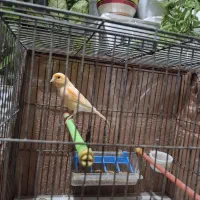 قناری نر و ماده