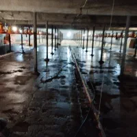 نیروی کار جهت کار در مرغداری گوشتی