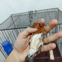 فنچ کینگ هاف اورنج با کیفیت|پرنده|گلستان (تهران), |دیوار