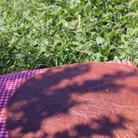 محصولات ارگانیک مزرعه ما|خوردنی و آشامیدنی|مشهد, فدک|دیوار