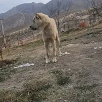 واگذاری سگ|سگ|ماکو, |دیوار