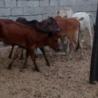 گوساله  گاو