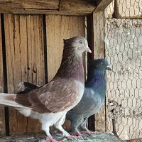 نرو ماده پرش بالا کاکل میخ
