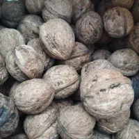 فروش ده هزار گردو باغ کاوات