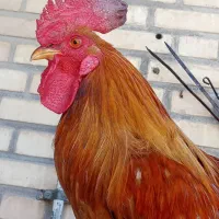 خروس عربی اصیل خوش صدا