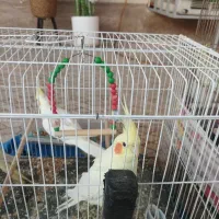 عروس هلندی یک ساله نر و ماده جوان ۵ عدد