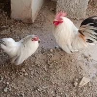 مرغ خروس مینیاتوری جاپنیز