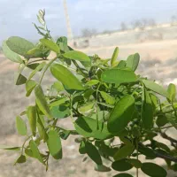 300متر-زمین-عرب-اباد-تهاتر